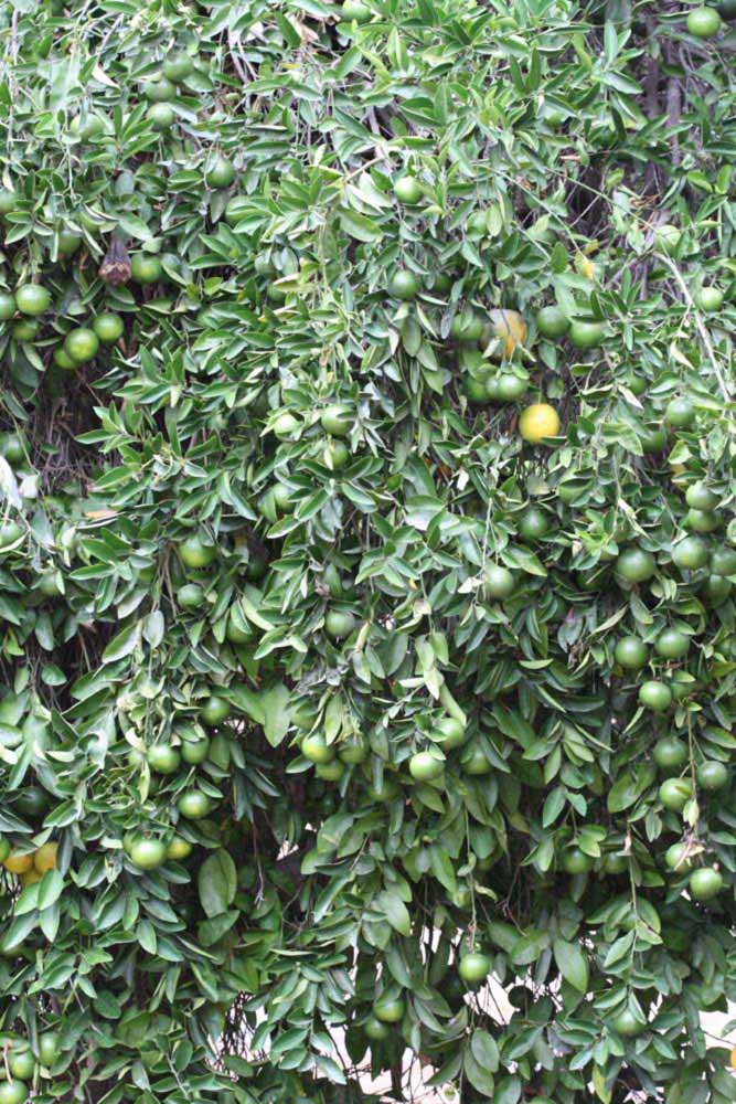            Habit (Riverside, CA)   